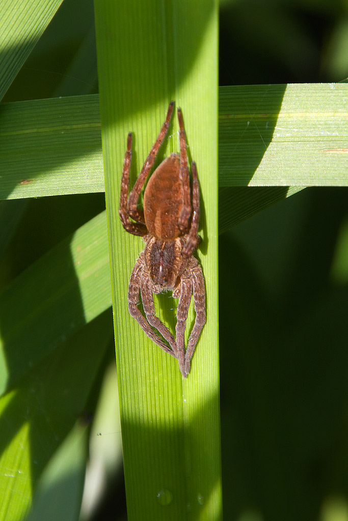 Dolomedes