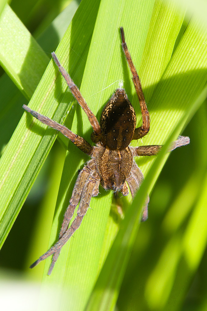 Dolomedes