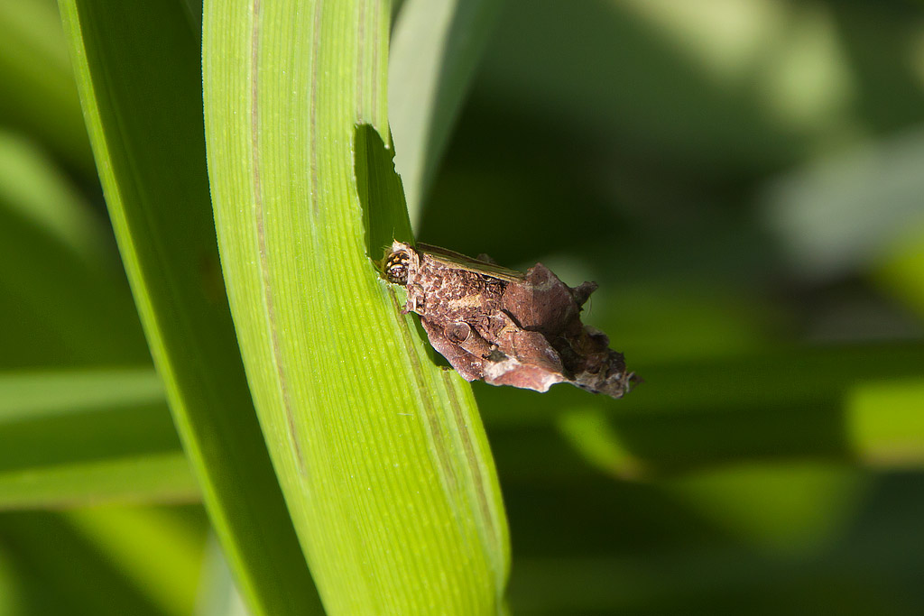 Psychidae?