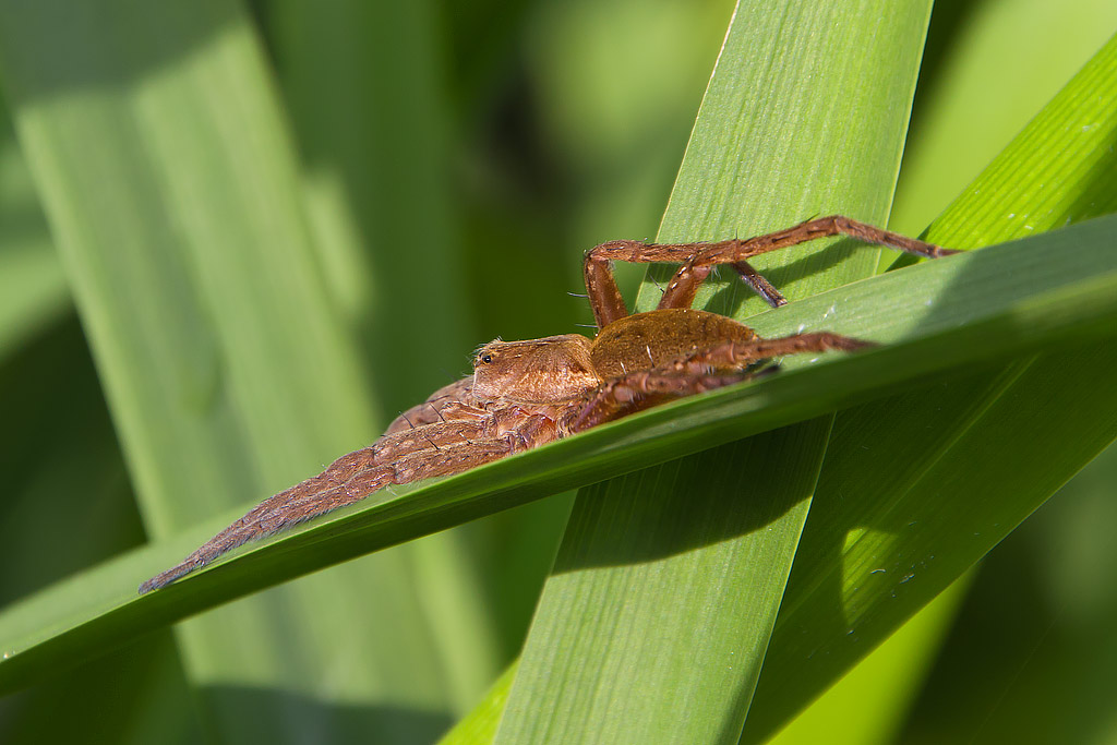 Dolomedes