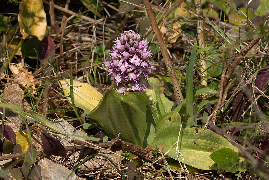 Neotinea lactea / Orchidea lattea