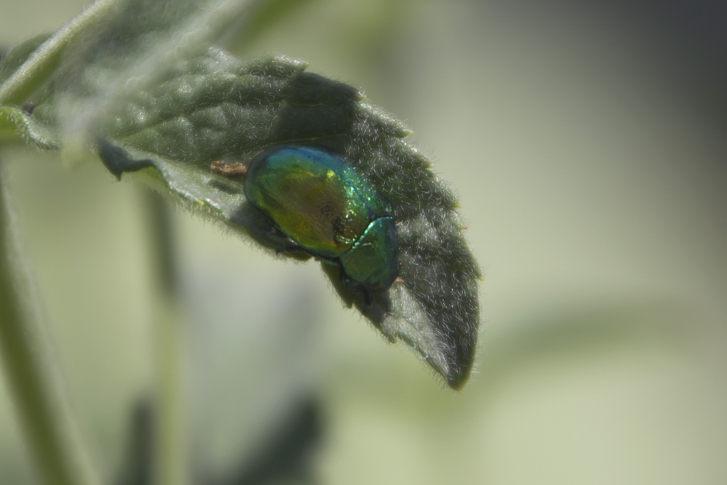 Chrysolina  herbacea?