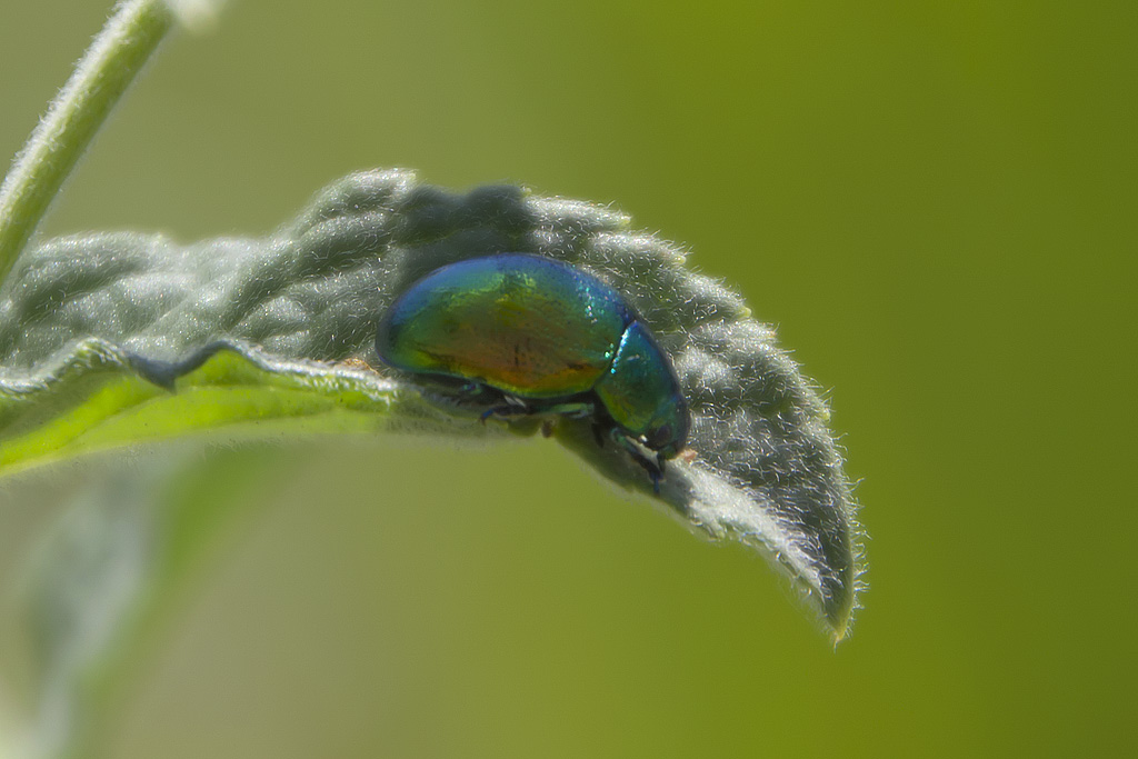 Chrysolina  herbacea?