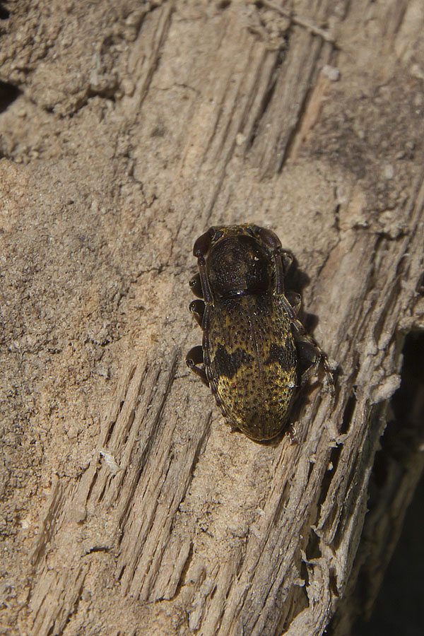 Parmena unifasciata