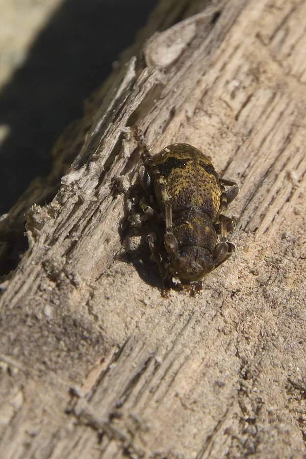 Parmena unifasciata