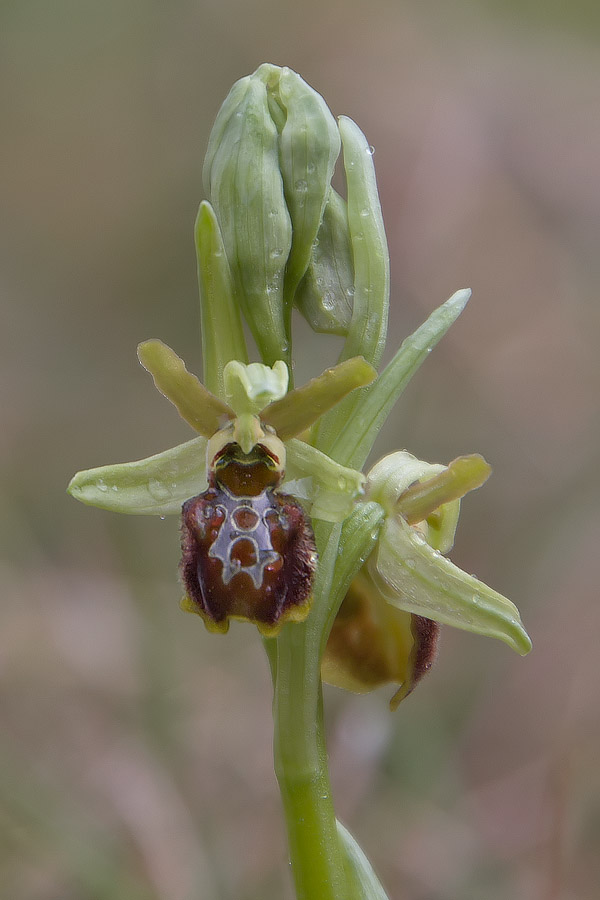 Ophrys sphegodes