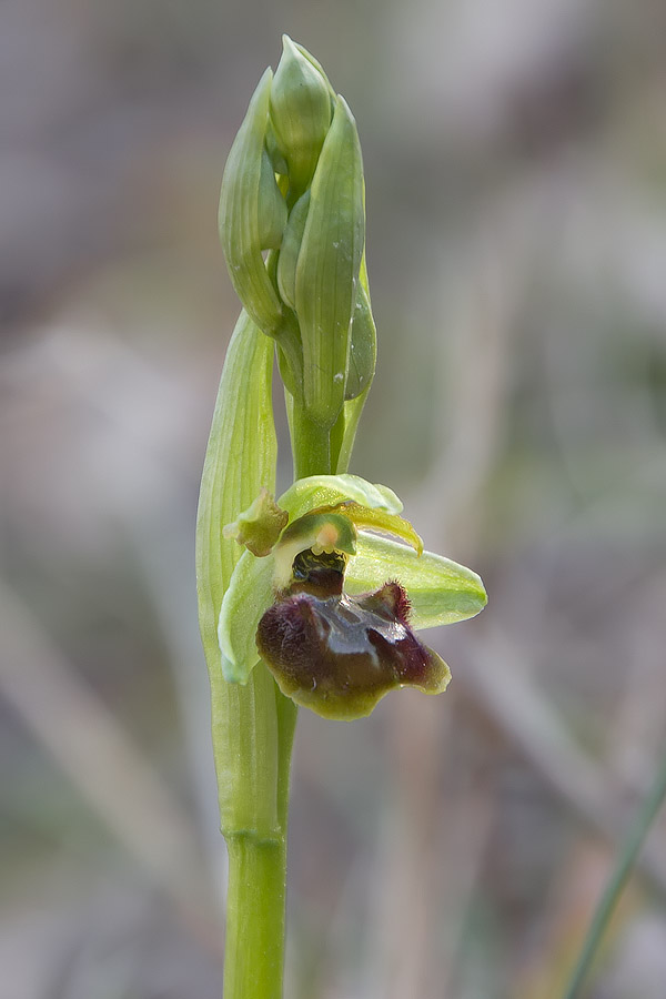 Ophrys sphegodes