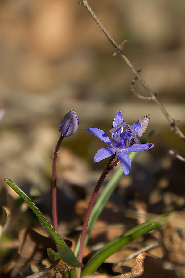 Cominciano le Scille - Scilla bifolia