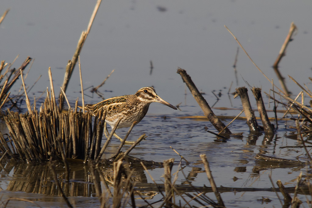 Frullino (Lymnocryptes minimus) e Beccaccino (Gallinago gallinago)