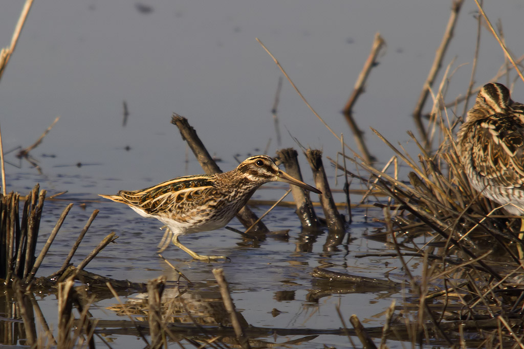 Frullino (Lymnocryptes minimus) e Beccaccino (Gallinago gallinago)