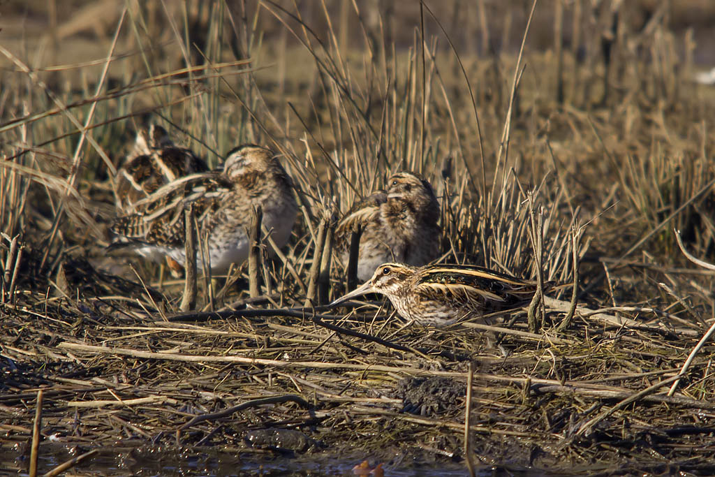 Frullino (Lymnocryptes minimus) e Beccaccino (Gallinago gallinago)