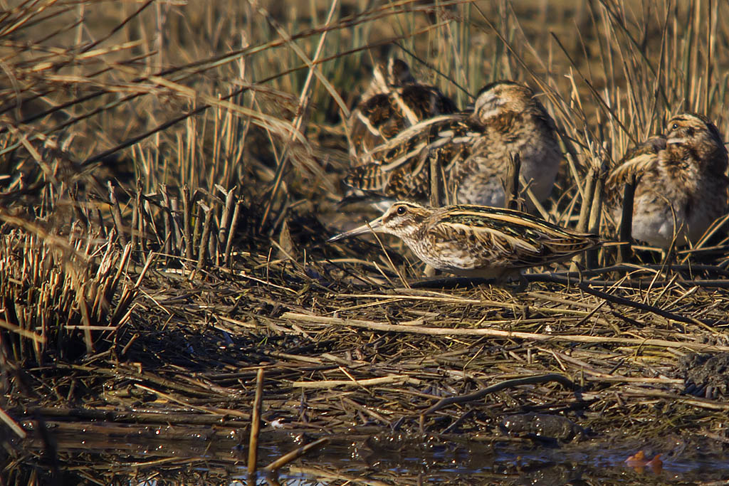 Frullino (Lymnocryptes minimus) e Beccaccino (Gallinago gallinago)