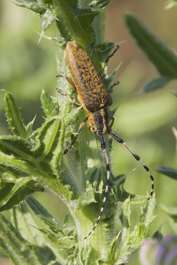 Agapanthia sicula malmerendii?