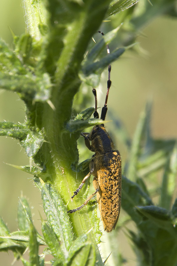 Agapanthia sicula malmerendii?