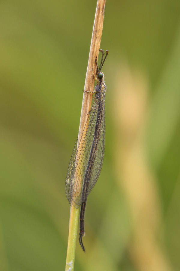 Macronemurus appendiculatus
