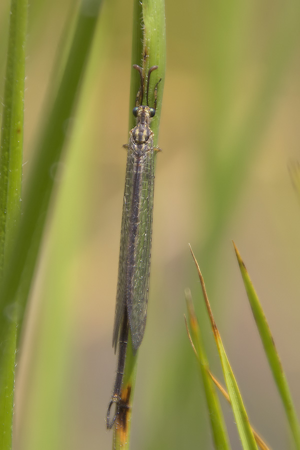 Macronemurus appendiculatus