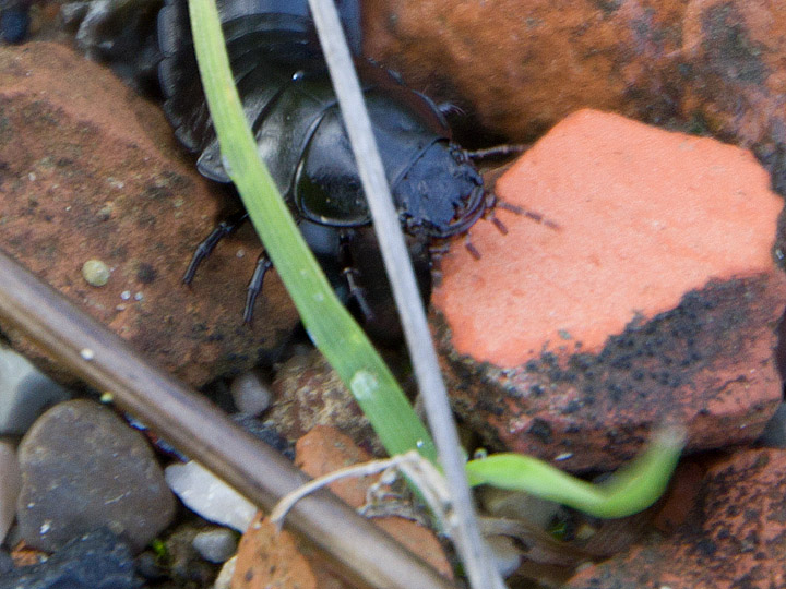 Larva facile facile: Carabus (Procrustes) coriaceus