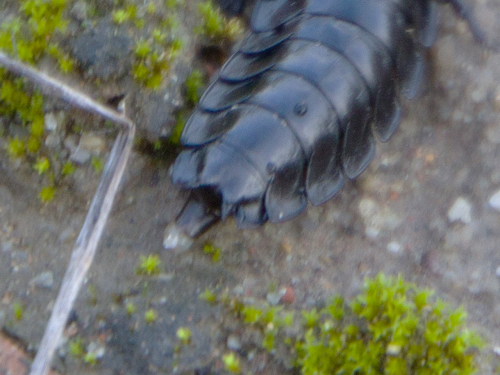 Larva facile facile: Carabus (Procrustes) coriaceus