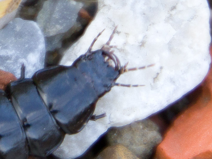 Larva facile facile: Carabus (Procrustes) coriaceus
