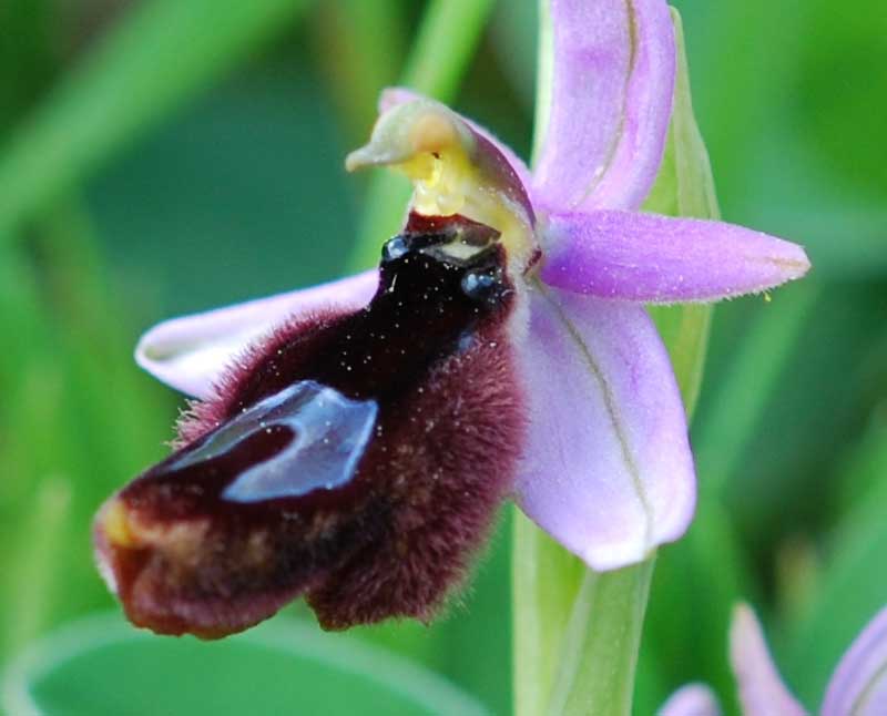 Troina sfida la Sicilia occidentale