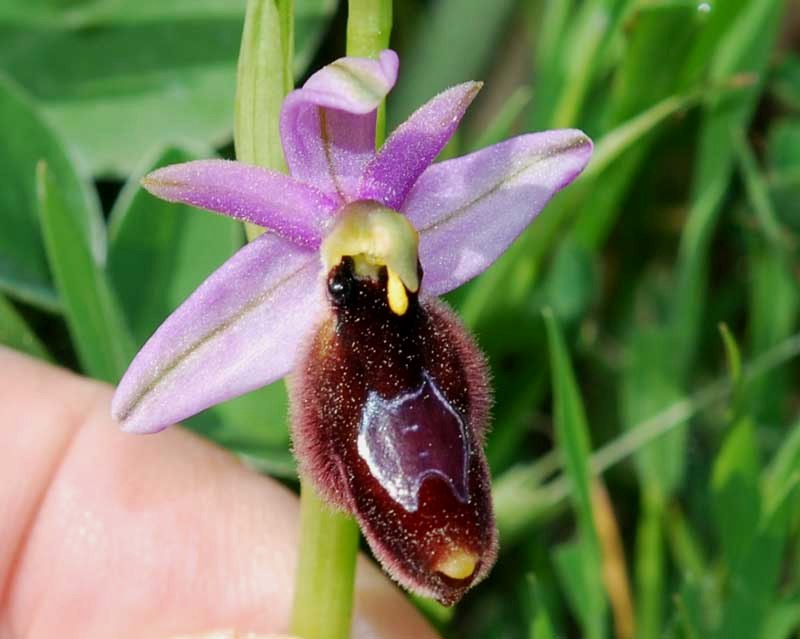 Troina sfida la Sicilia occidentale
