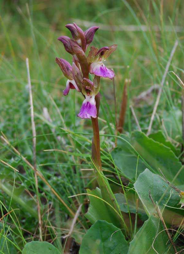 Anacamptis collina /  Orchide a sacco