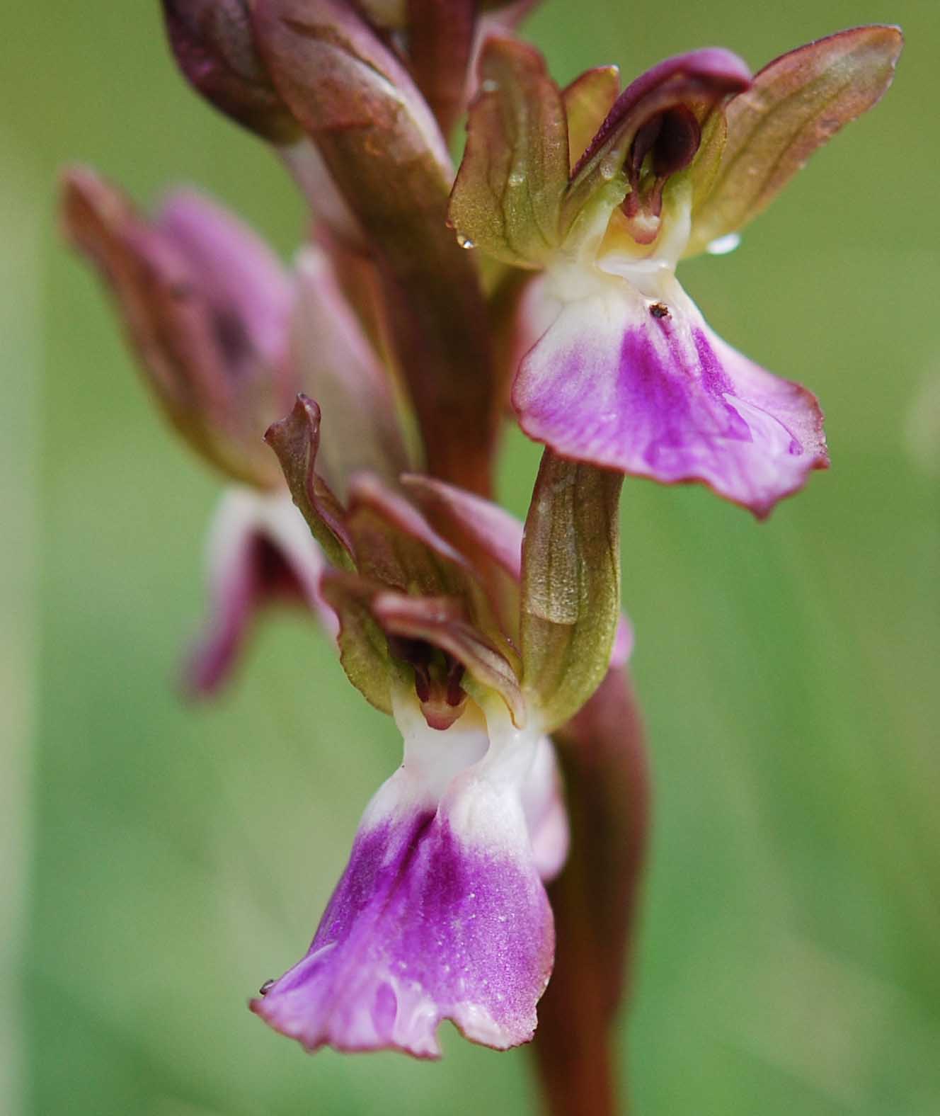 Anacamptis collina /  Orchide a sacco