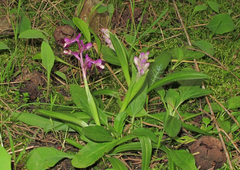 Anacamptis longicornu (Poir.) R.M. Baterman, Pridgeon & M.W.