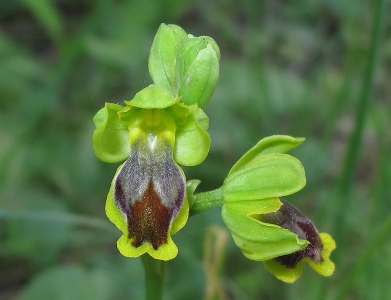 Troina sfida la Sicilia occidentale