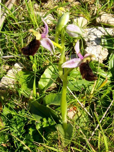 Ophrys explanata