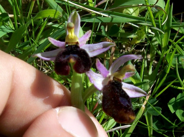 Ophrys explanata