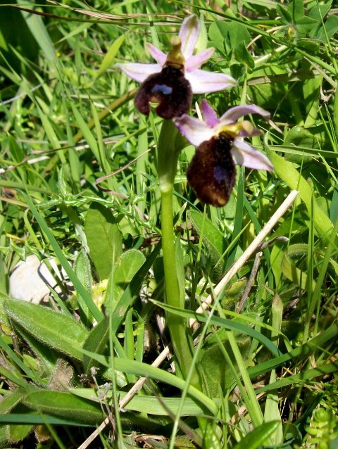 Ophrys explanata