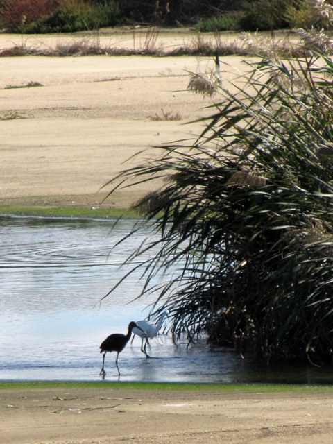 Mignattaio (foto-racconto)