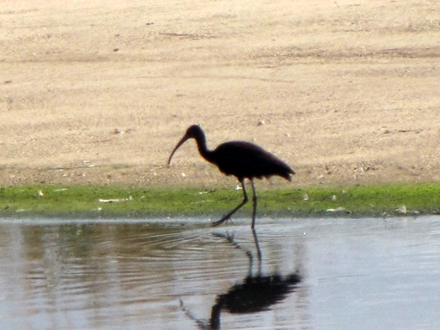 Mignattaio (foto-racconto)