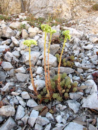 Sedum sediforme