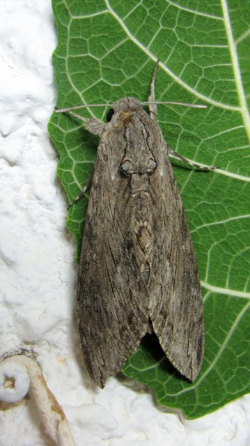 Falena da determinare