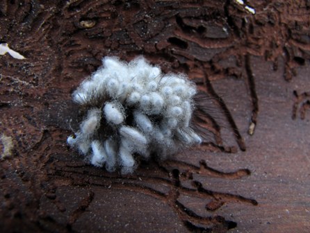 Bruco parassitato