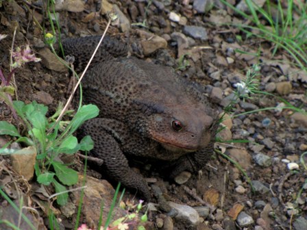 Femmina di Bufo bufo