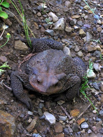 Femmina di Bufo bufo