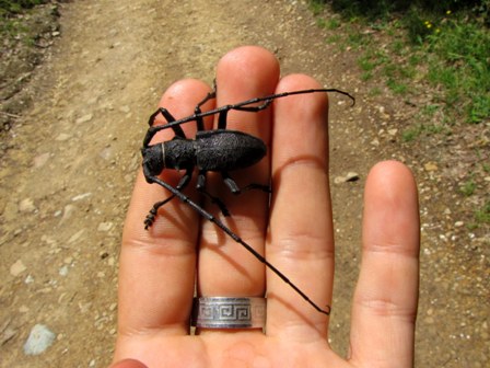 Morimus asper