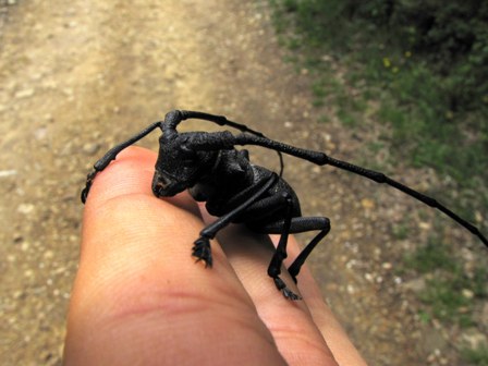 Morimus asper