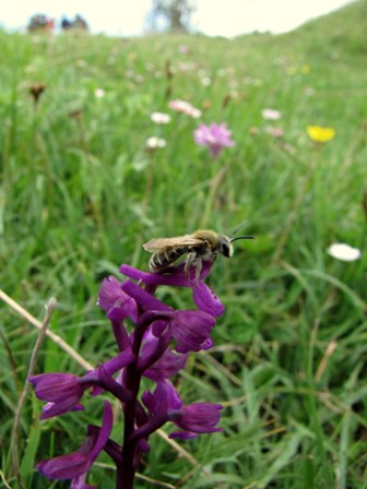 Apidae Halictinae: cfr. Halictus sp.