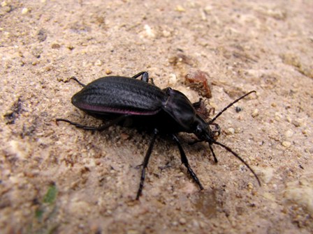 Endemismi di Sicilia: Carabus famini famini