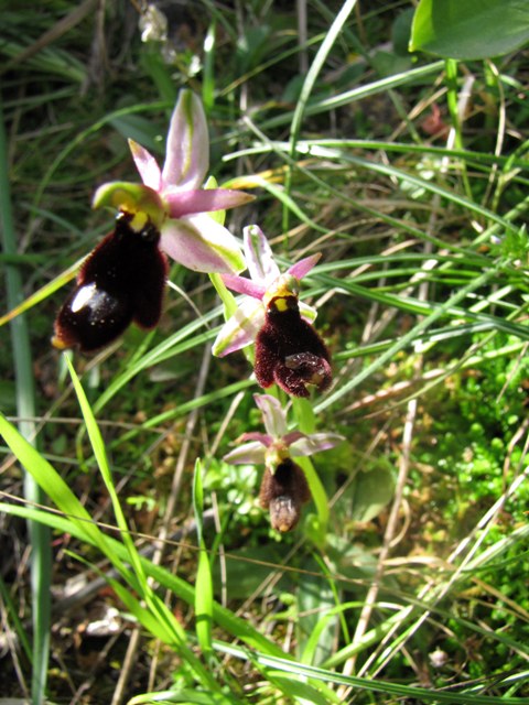 Ophrys explanata