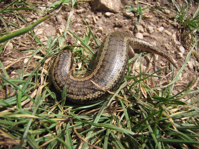 I 2 Chalcides