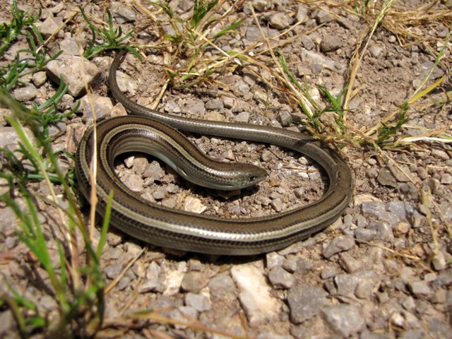 I 2 Chalcides