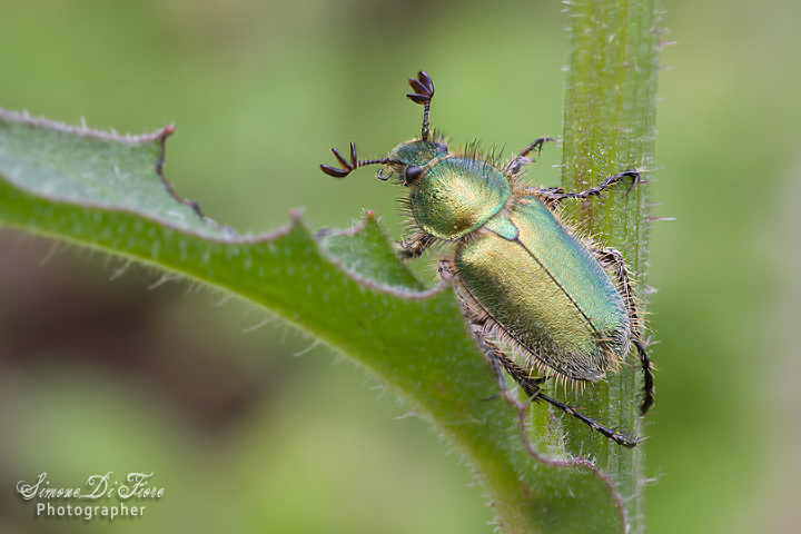 Identificazione Coleoptera: Amphicoma carceli