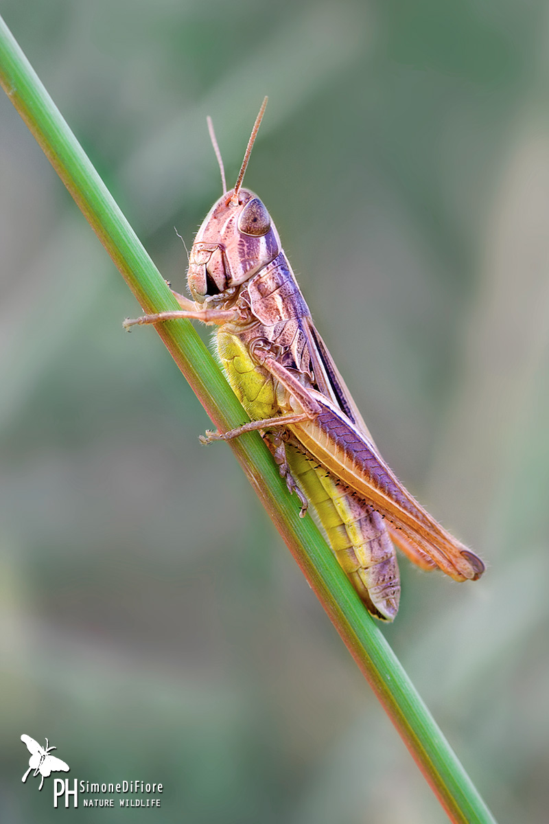 Euchorthippus declivus