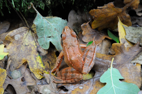 ID dall''Ungheria 1 - Rana sp. e Hyla arborea