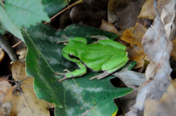 ID dall''Ungheria 1 - Rana sp. e Hyla arborea